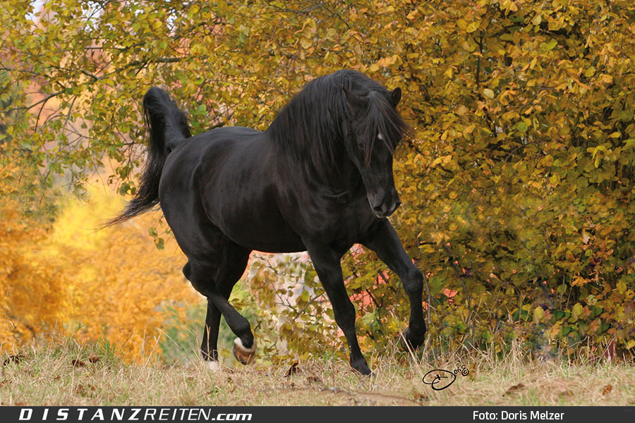 Al Azim Black Arabians - Al Azim, Foto: Doris Melzer