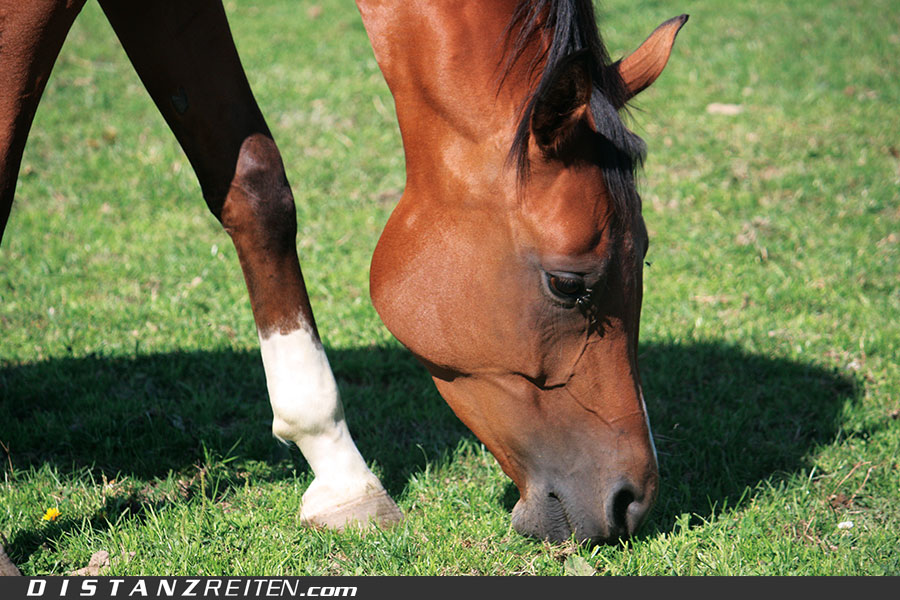 Wegen der im Frühjahr auf Grund der Witterung erhöhten Fruktangehalt Pferde nie auf kurzem Gras anweiden lassen –  die Aufwuchshöhe sollte flächendeckend mind. 10-15 cm betragen.