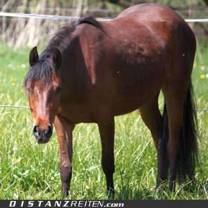 Besondere Vorsicht beim Anweiden ist bei Pferden geboten die schon einmal eine Hufrehe hatten, eine Stoffwechselerkrankung haben und bei leichtfuttrigen Rassen (z.B. Ponys).